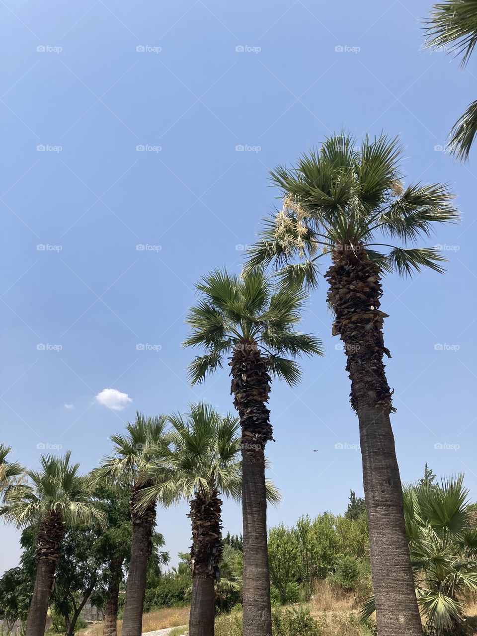 Beach time on holidays. Blue sky and tall palm trees. Sunsets and sunny days. Summertime in Kusadasi. Vacation travel in Turkey . Summer view. Sunny day during vacation 
