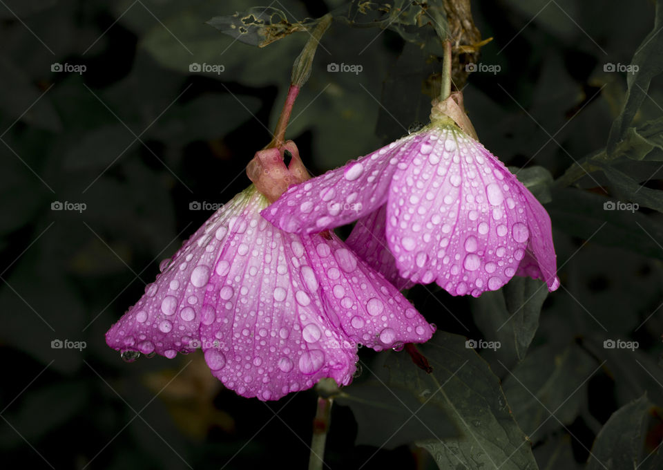 Rainy day, pink flowers with raindrops on it, close up nature