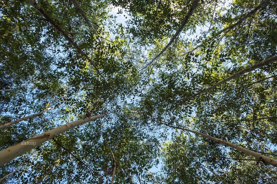 Tall trees on blue sky background