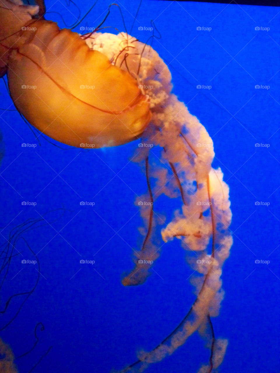 fish jelly aquarium jellyfish by tonyalynn