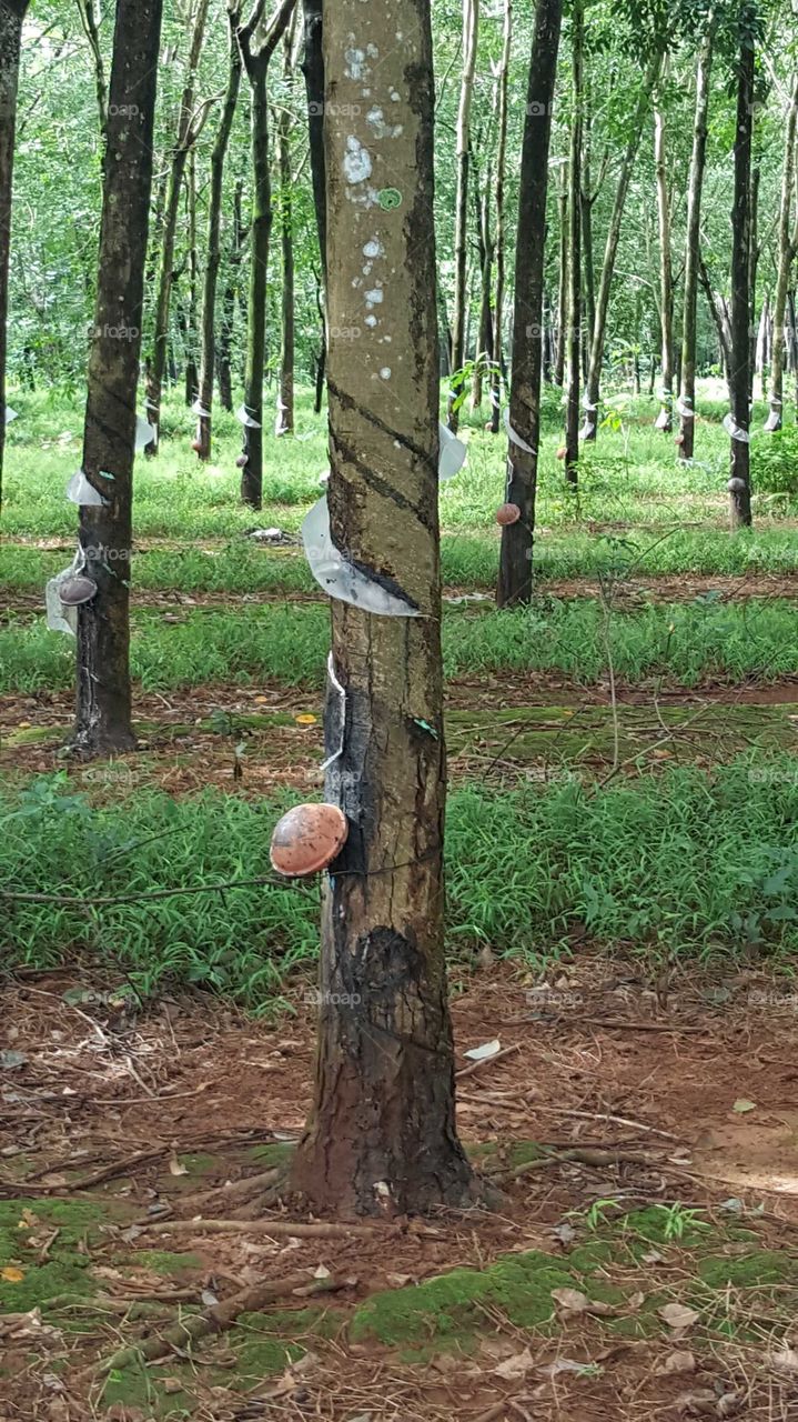 rubber tree