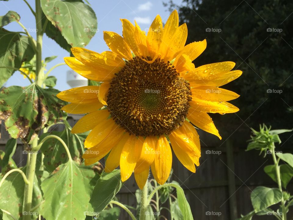Sunflower