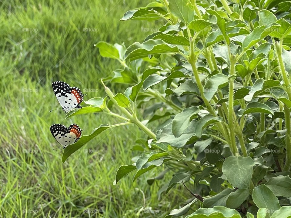 Cute little butterflies 