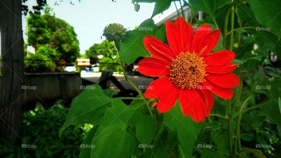 Beautiful red flower with green leaf background