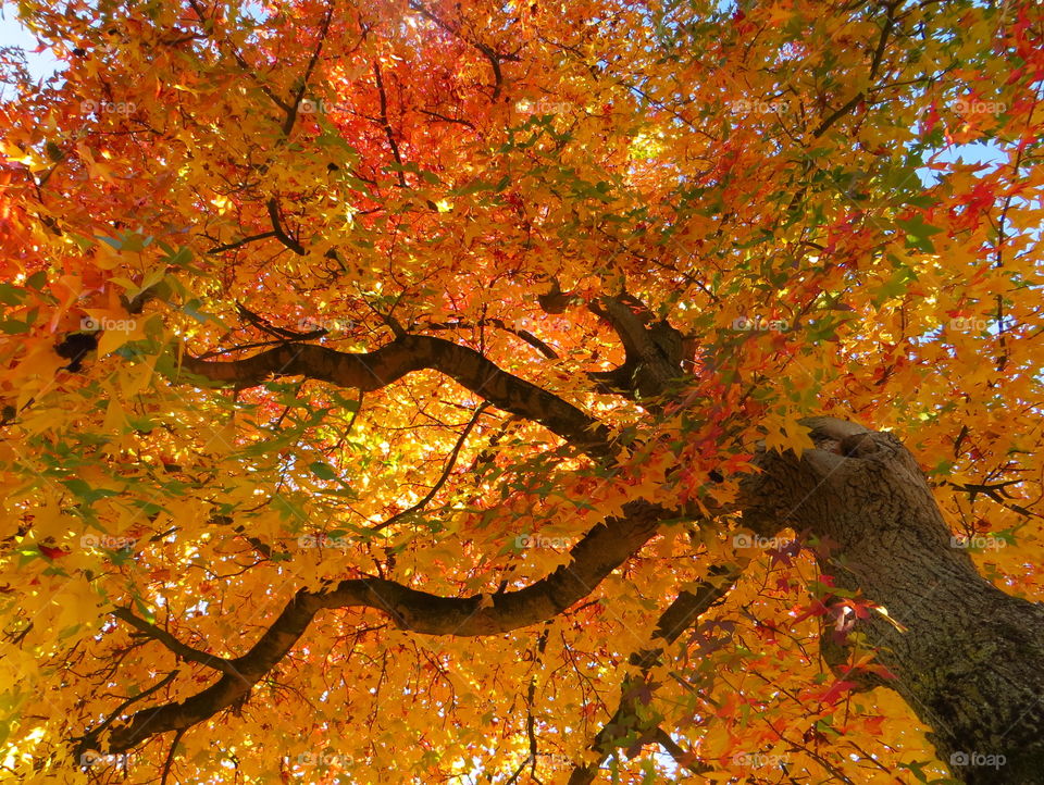 Low angle view of tree during autumn in forest
