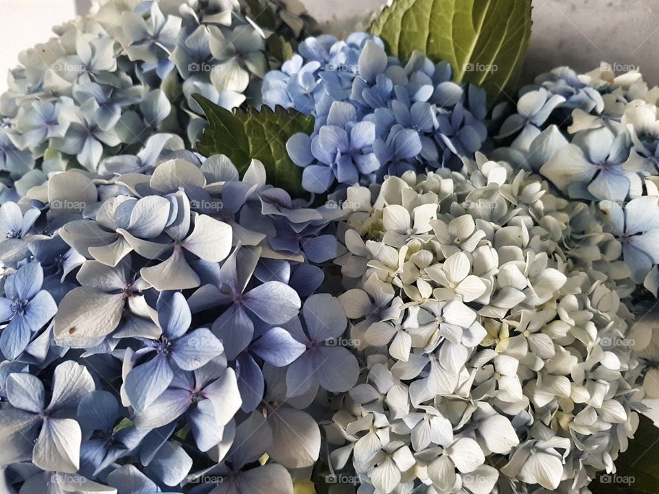 Blue Hydrangea Flowers