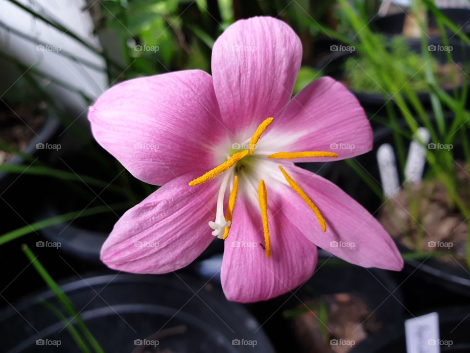 beautiful rain lilly