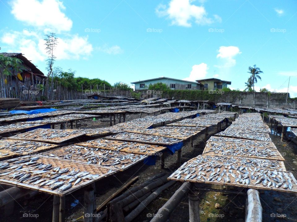 Dried Fish Business
