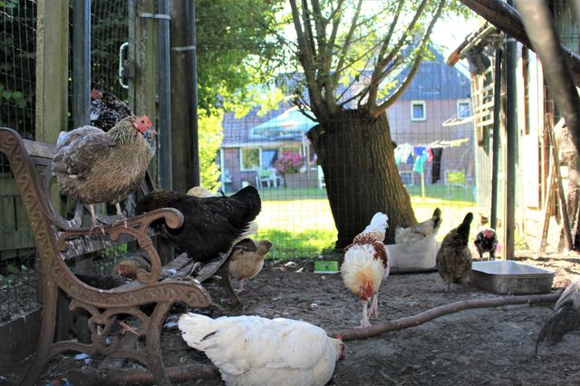 Chicken coop. Different types of chickens are in thus chicken coop. These ladies provide fresh eggs for the farmer every morning
