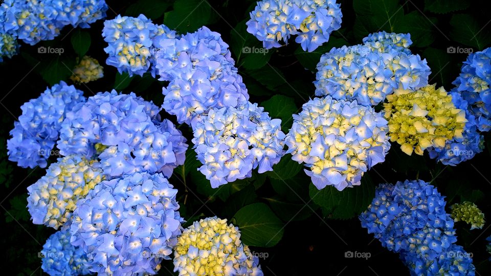 Blue Hydrangea