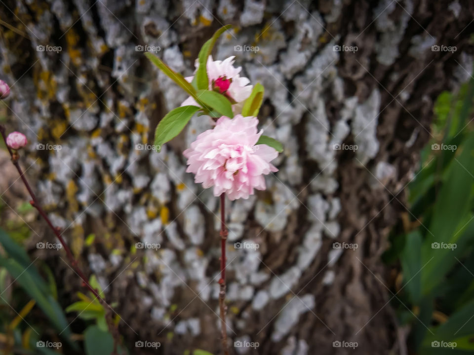 Small Pink Flower