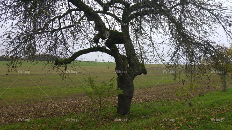 lonely tree