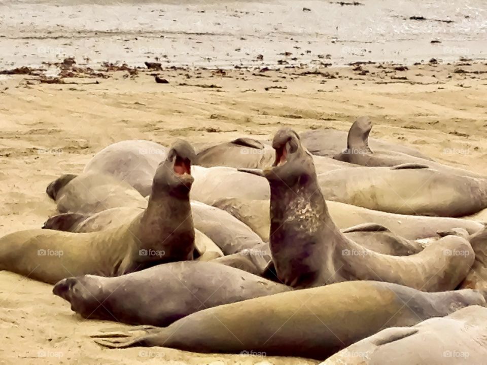 Two male elephant seals arguing over beach space.