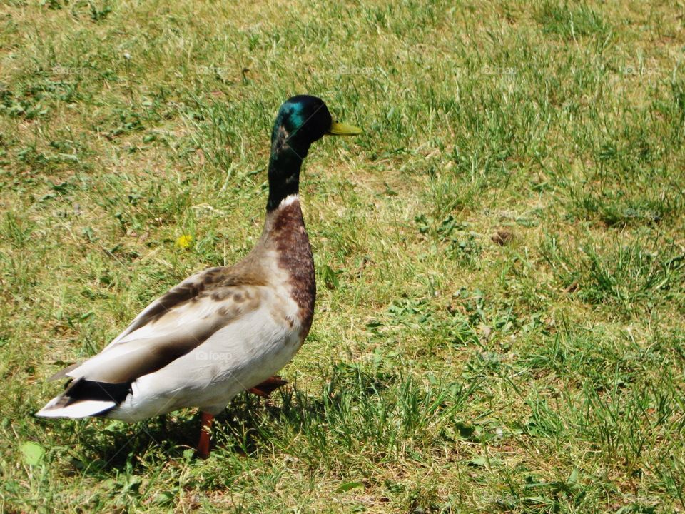 A duck waddling through the grass