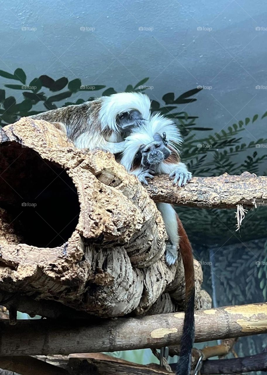 Sleeping cotton-head monkeys 