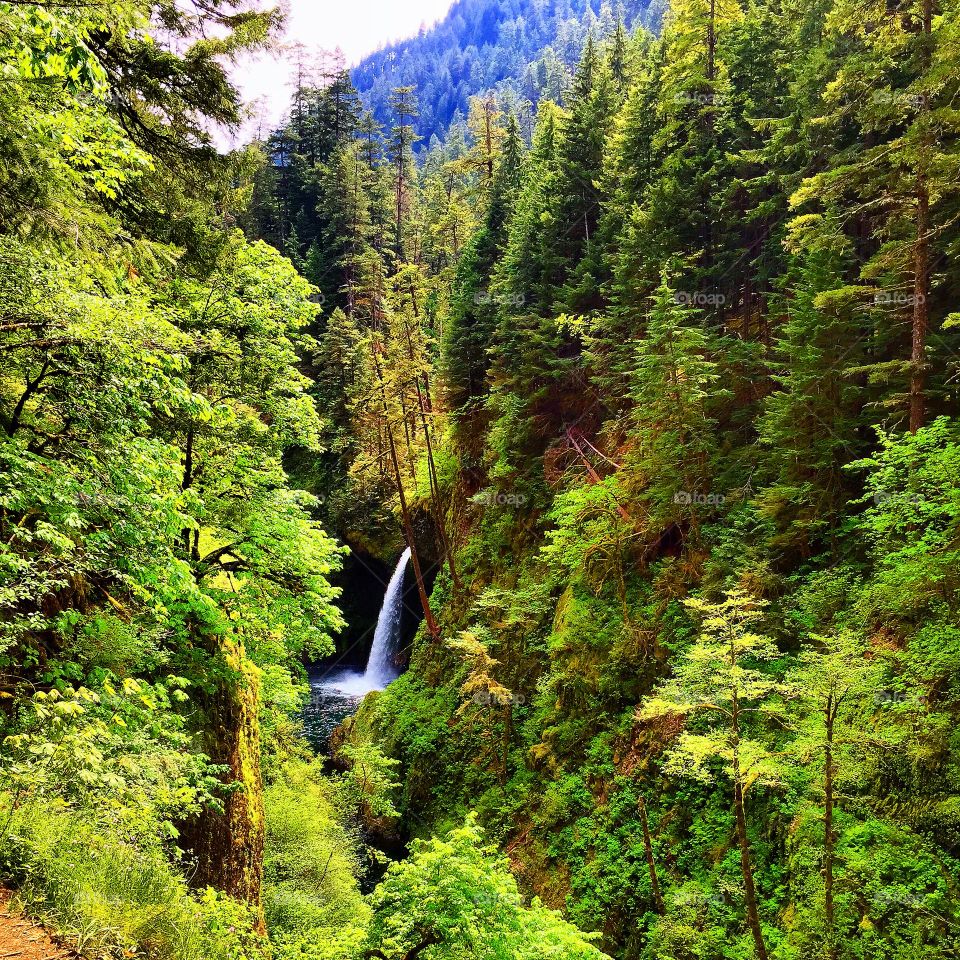 Distant Waterfall. Hidden waterfall along the Eagle Creek Trail in the Columbia River Gorge.