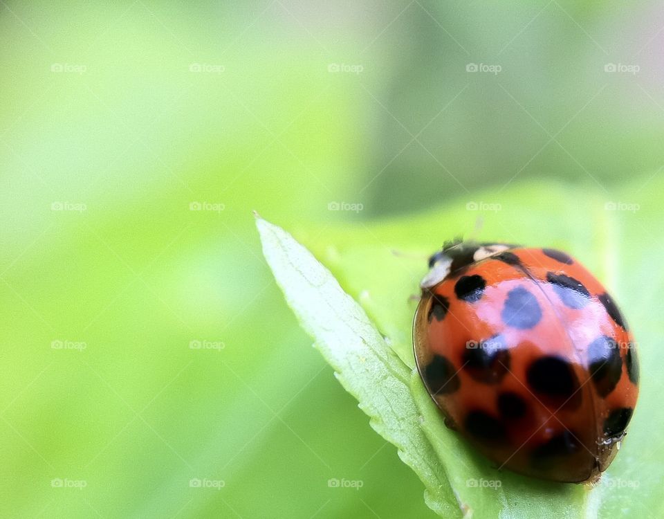 Red lady bug hanging out in a green left.  