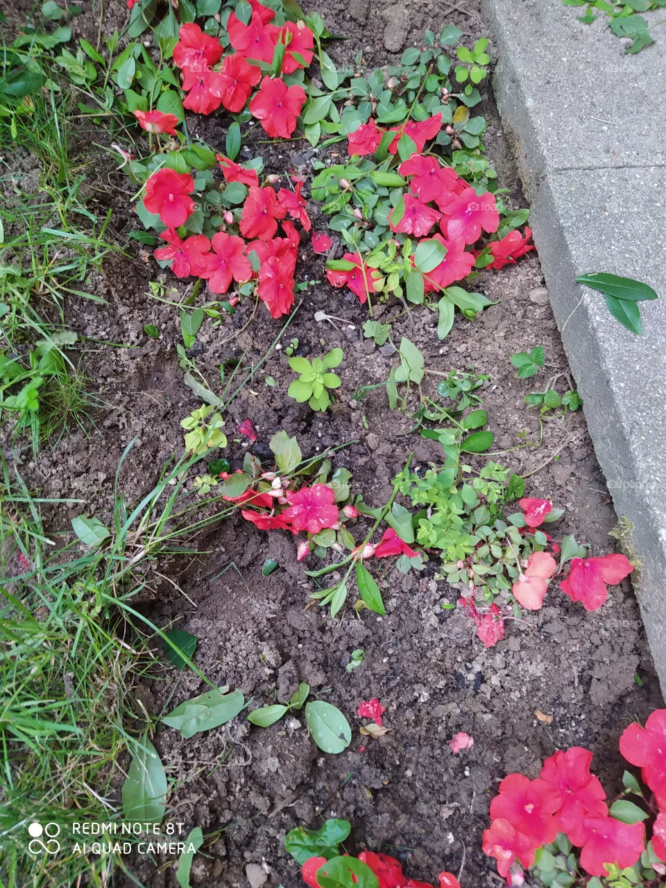 geraniums
