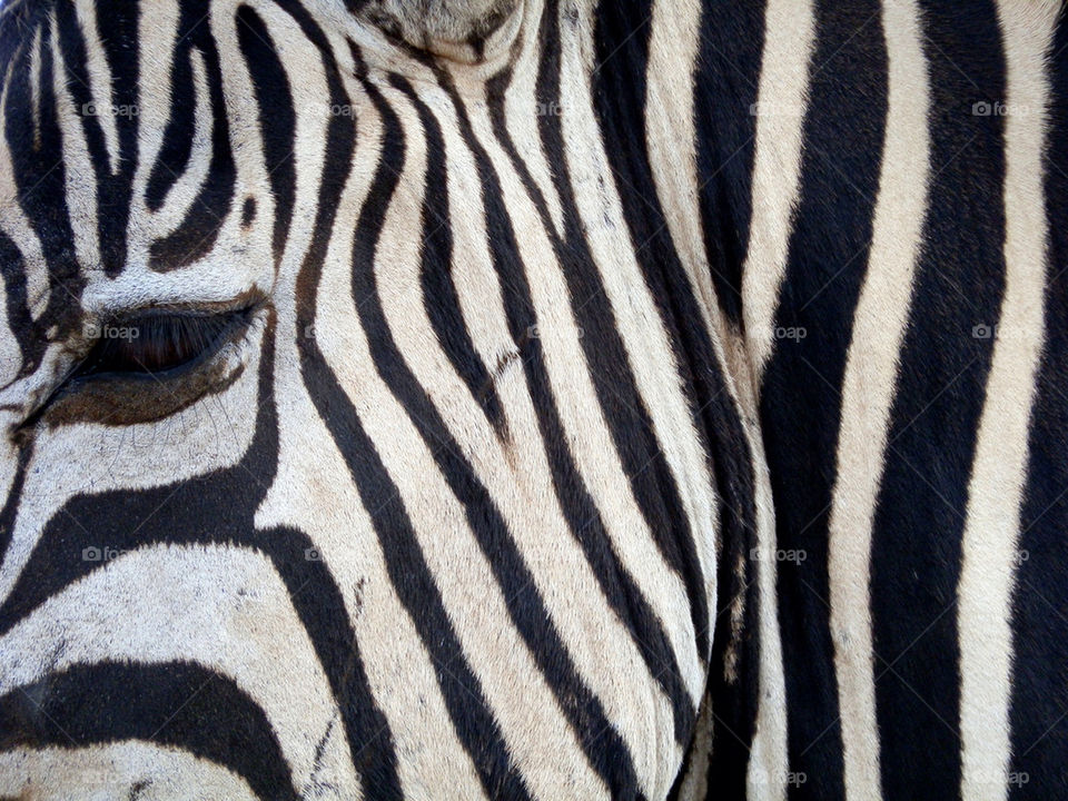 Zebra stripes