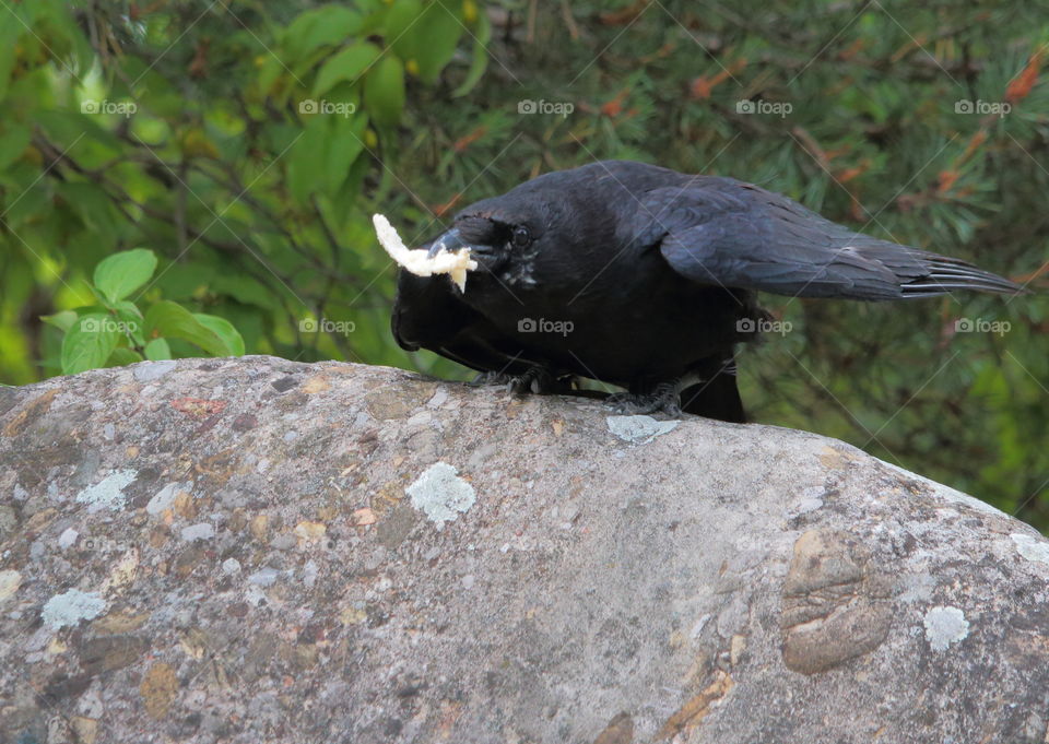 Crow Eating Bread