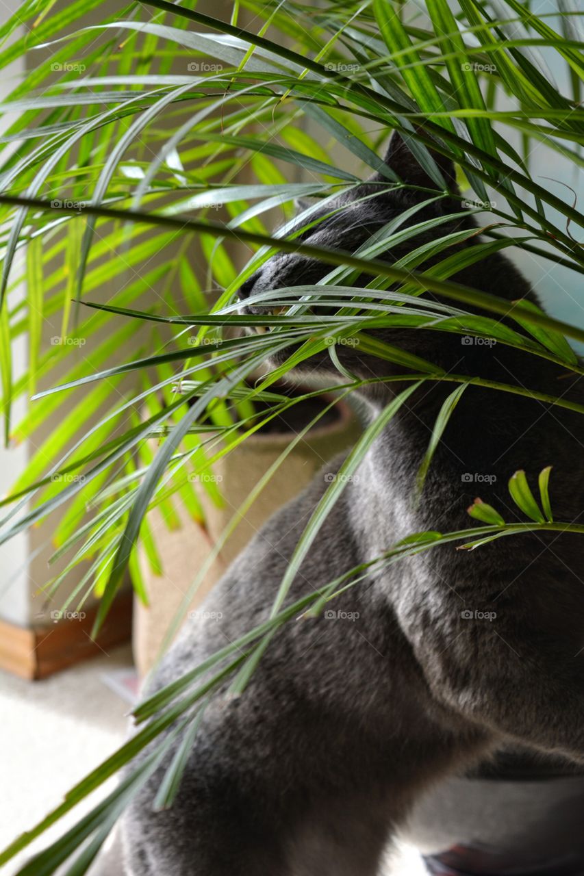 russian blue cat and green plant, funny