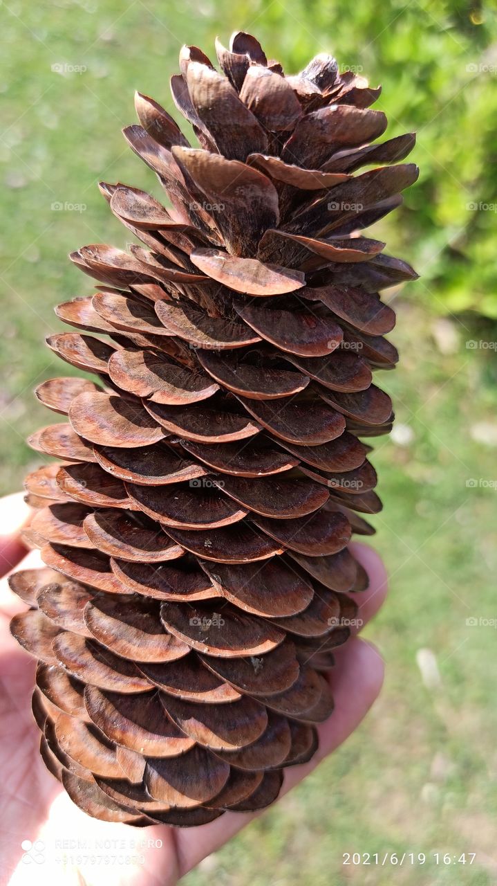 A close Up  of Pine Tree Seed  in Forest area in Keller Kashmir J &K.....