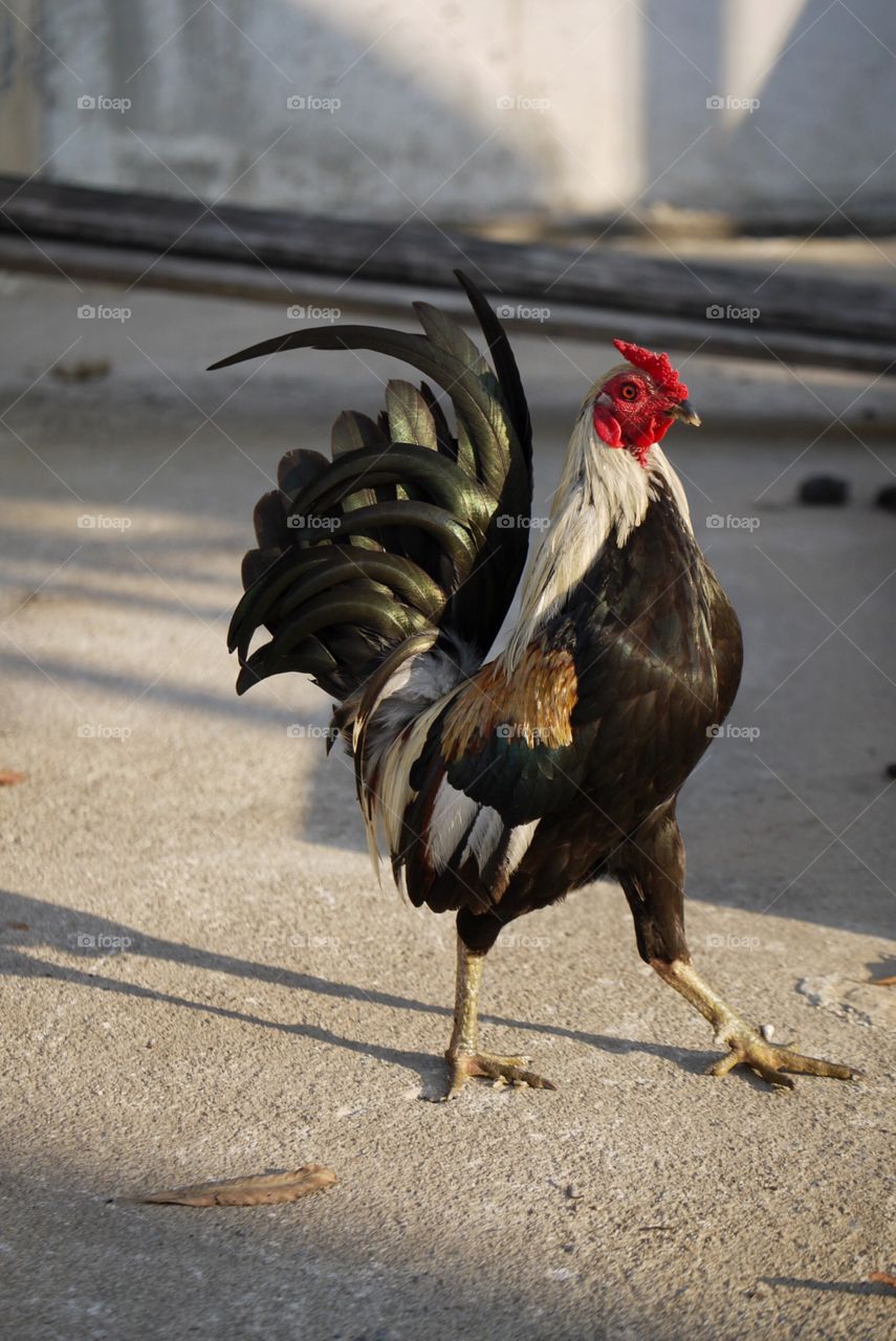 Beautiful rooster