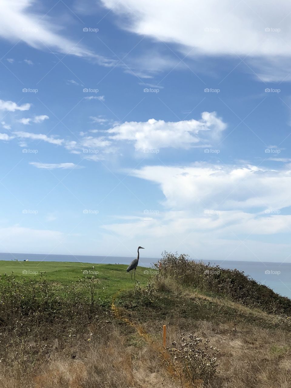 Egret on the Golf Course