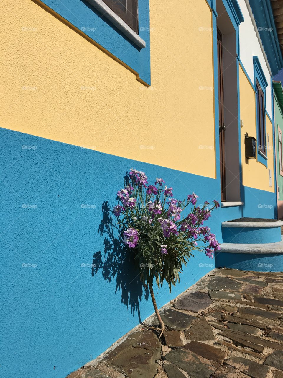 Understood why it’s called wallflower!