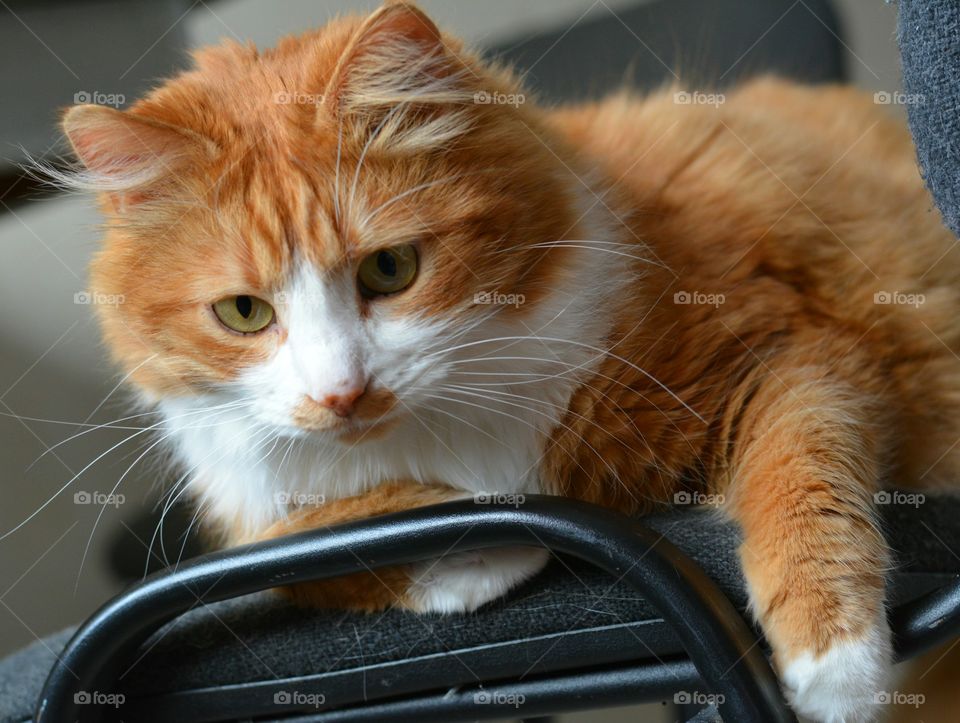 Cat, Cute, Pet, Portrait, Fur