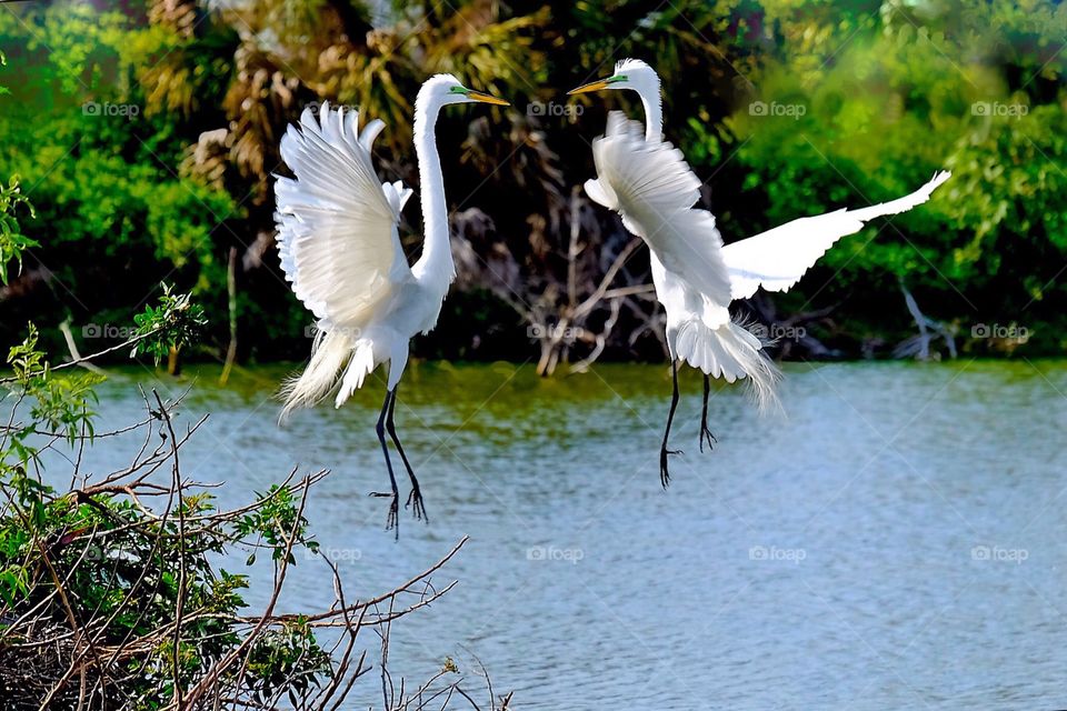 The first signs of spring. Two Great Egrets in breeding plumage. Their facial area turns neon green and lovely long silky feathers emerge.