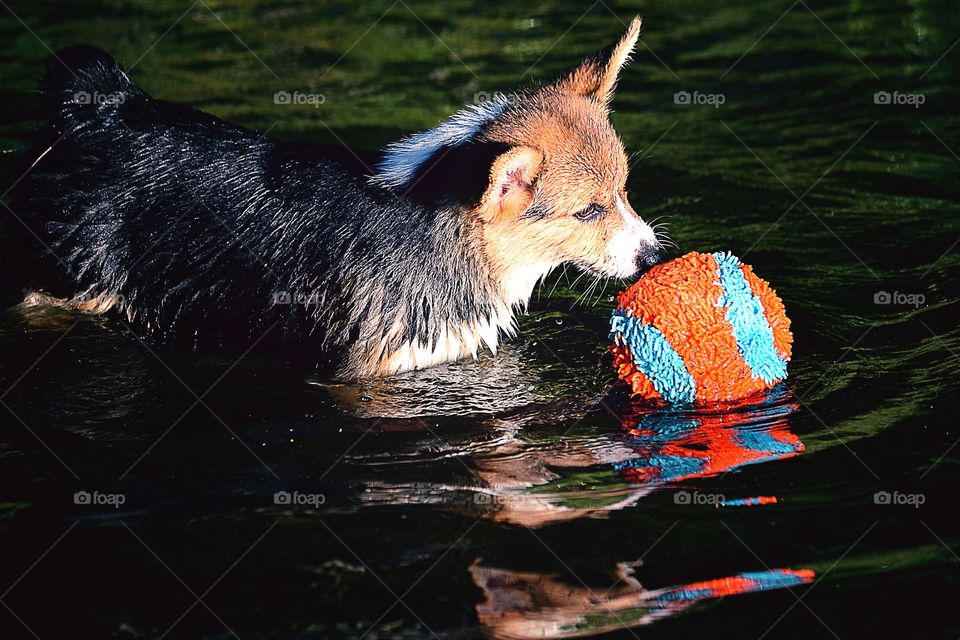 Puppy playing