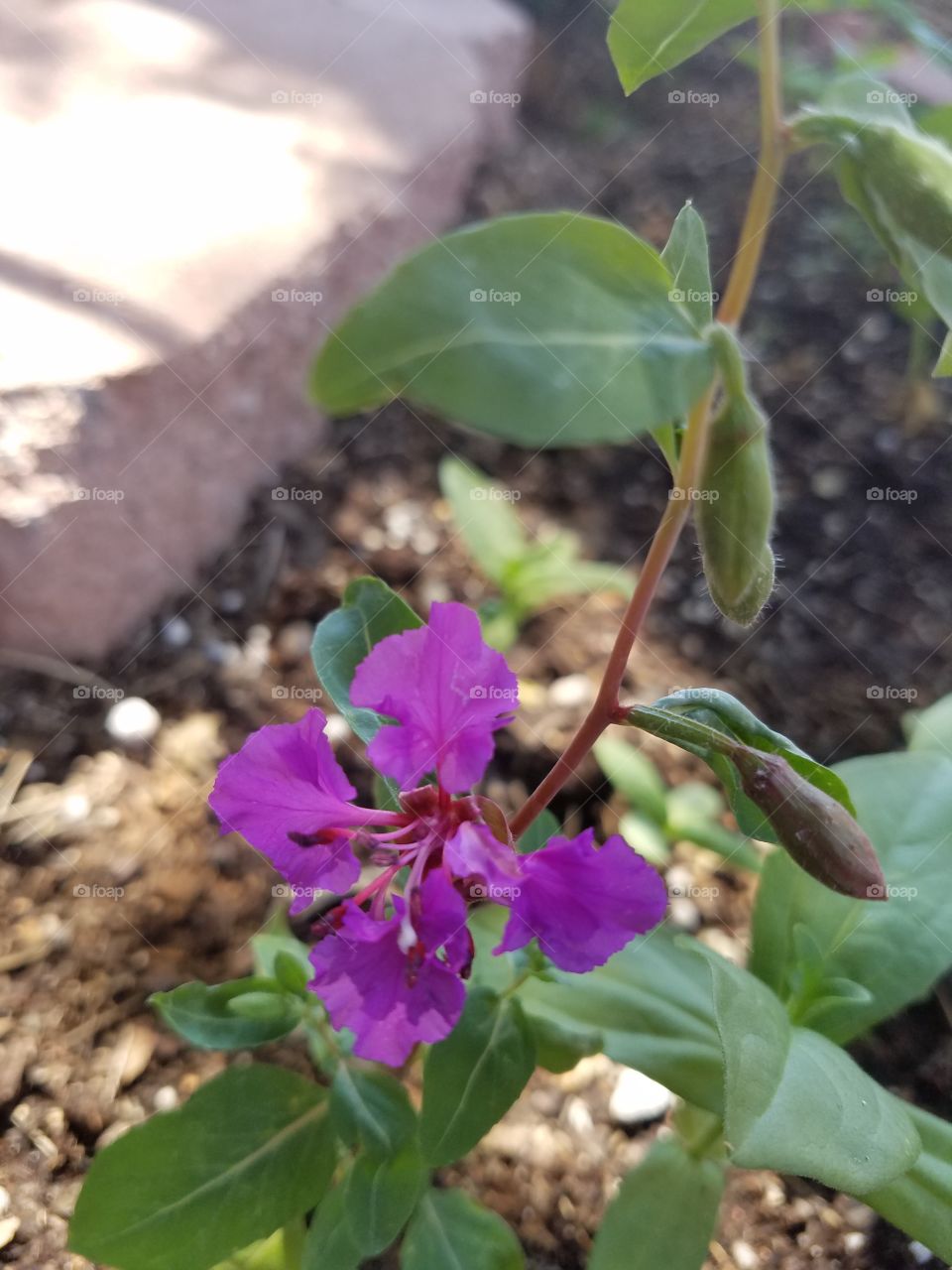 purple flower