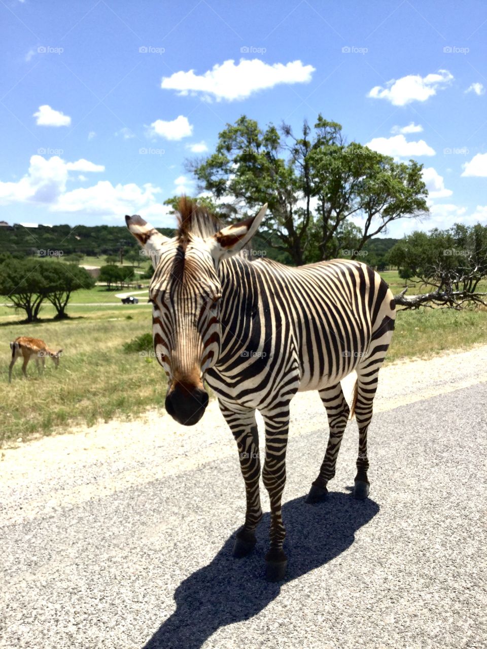 Black and white stripes in the safari