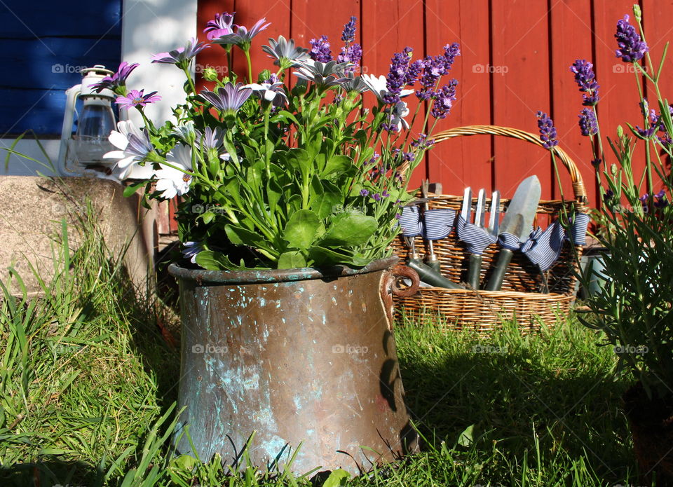 Plants in garden at countryside