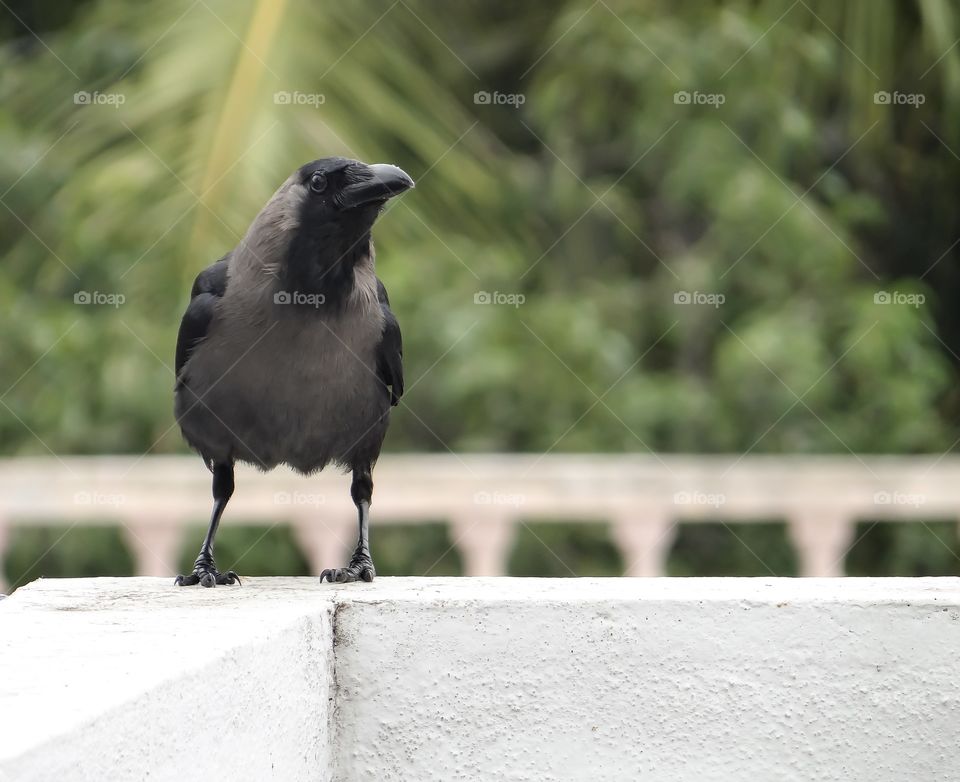 Friendly crow