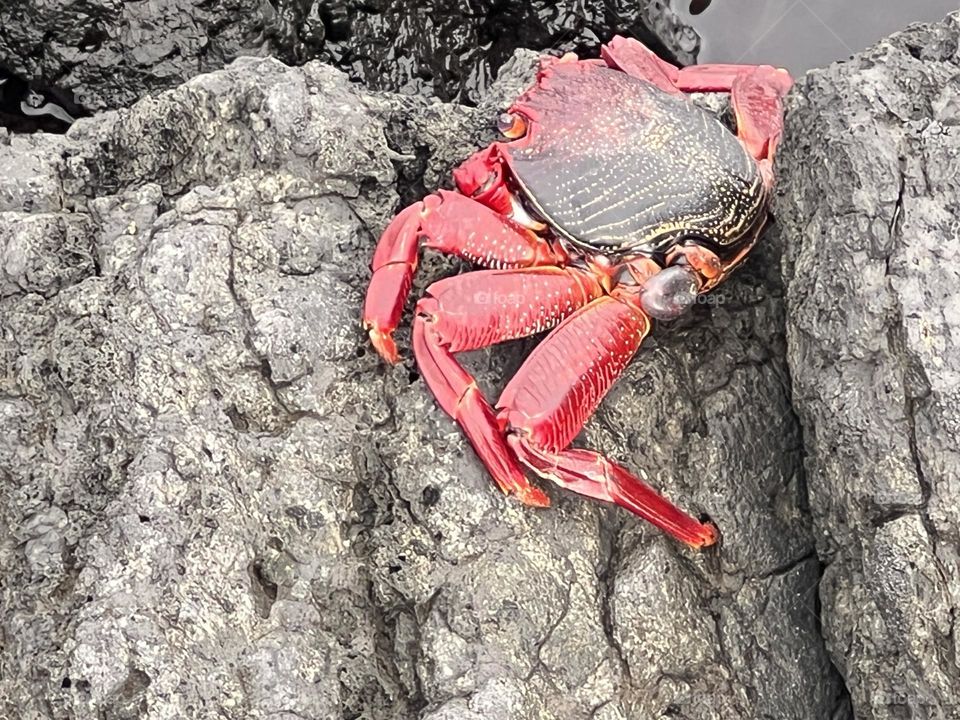 Red and black crab 