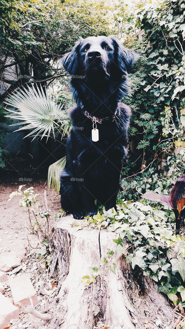 Vader, the Flatcoated Retriever