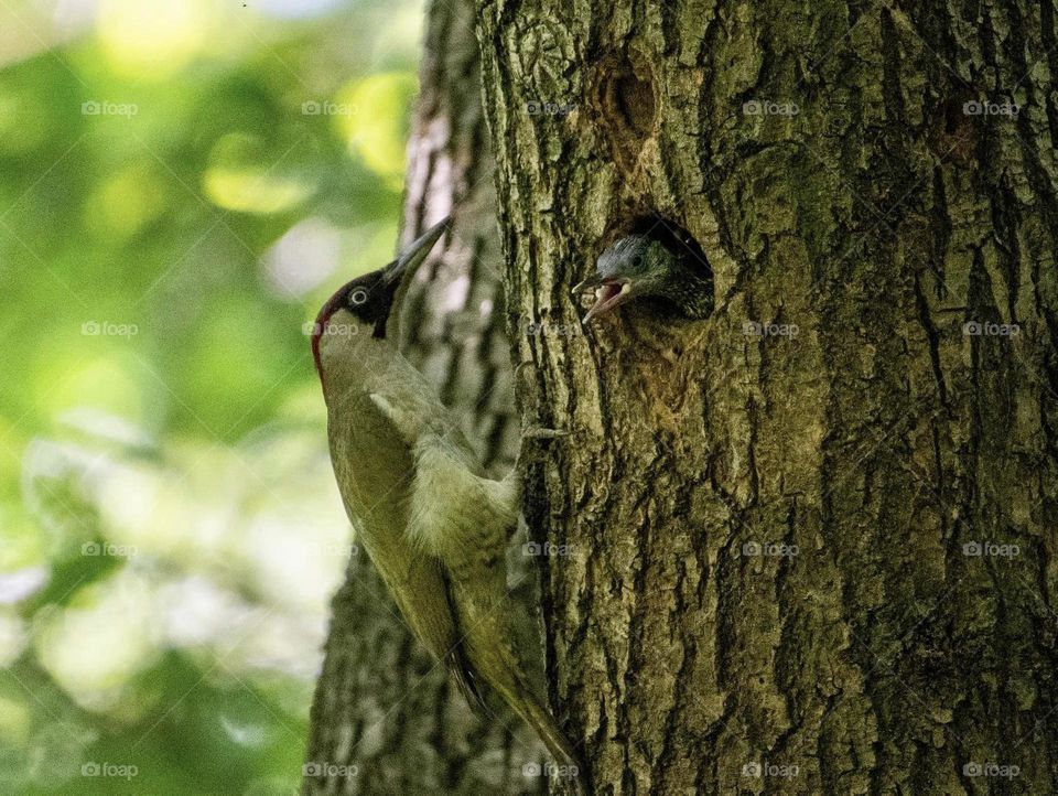 A green woodpecker feeding it’s young 