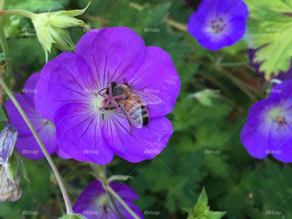 Purple bee