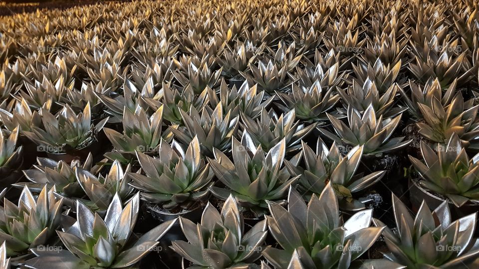 silver painted plants
