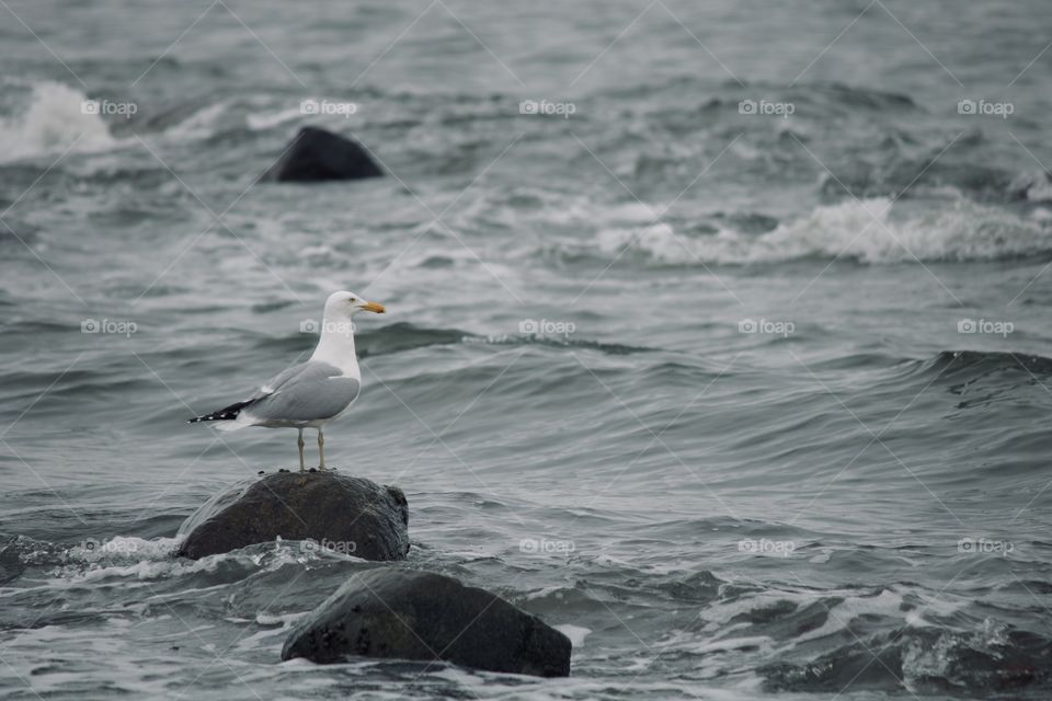 Seagull on a rock