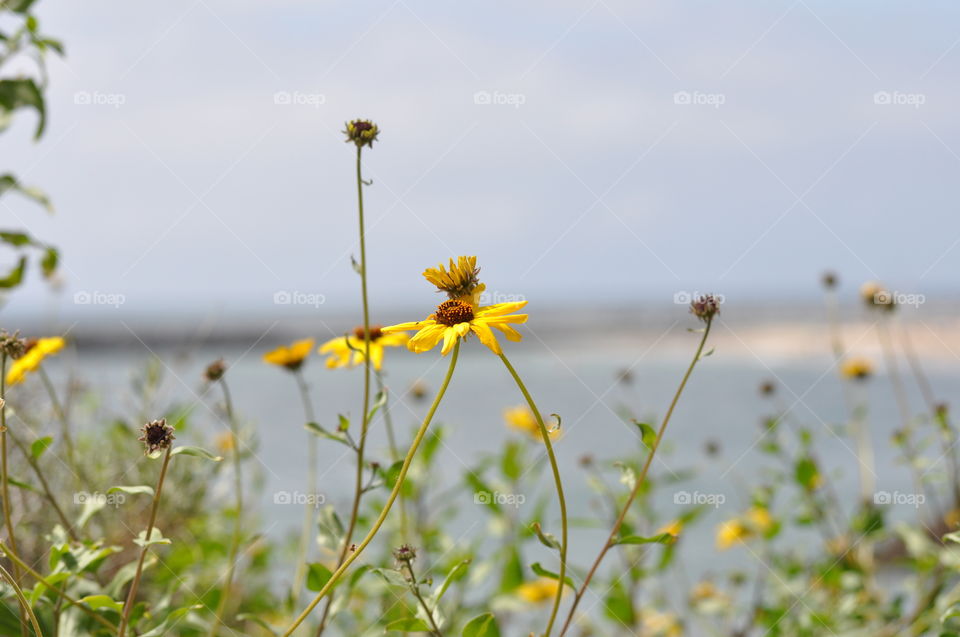 Wild field flowers