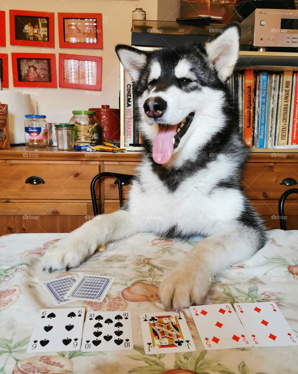 Dog and poker