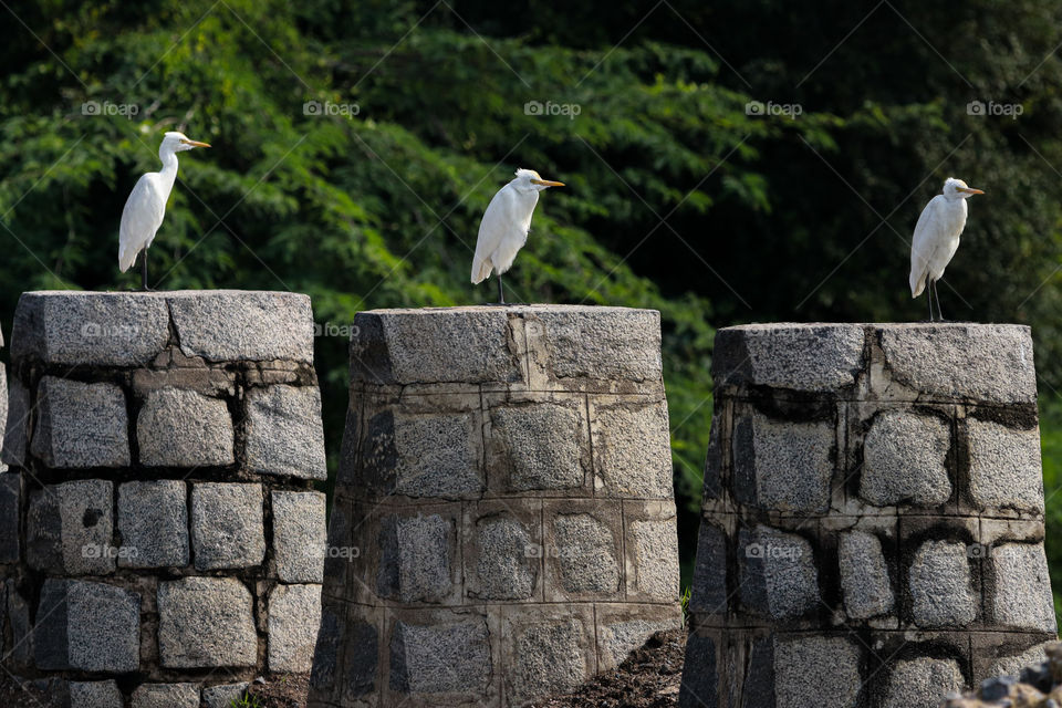 A story that represents mathematical value and nature beauty in single snap... Three egrets made this event beauty..