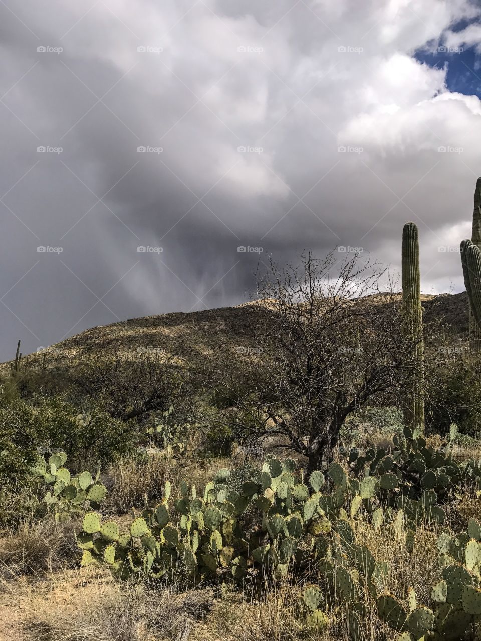 Desert Landscape 