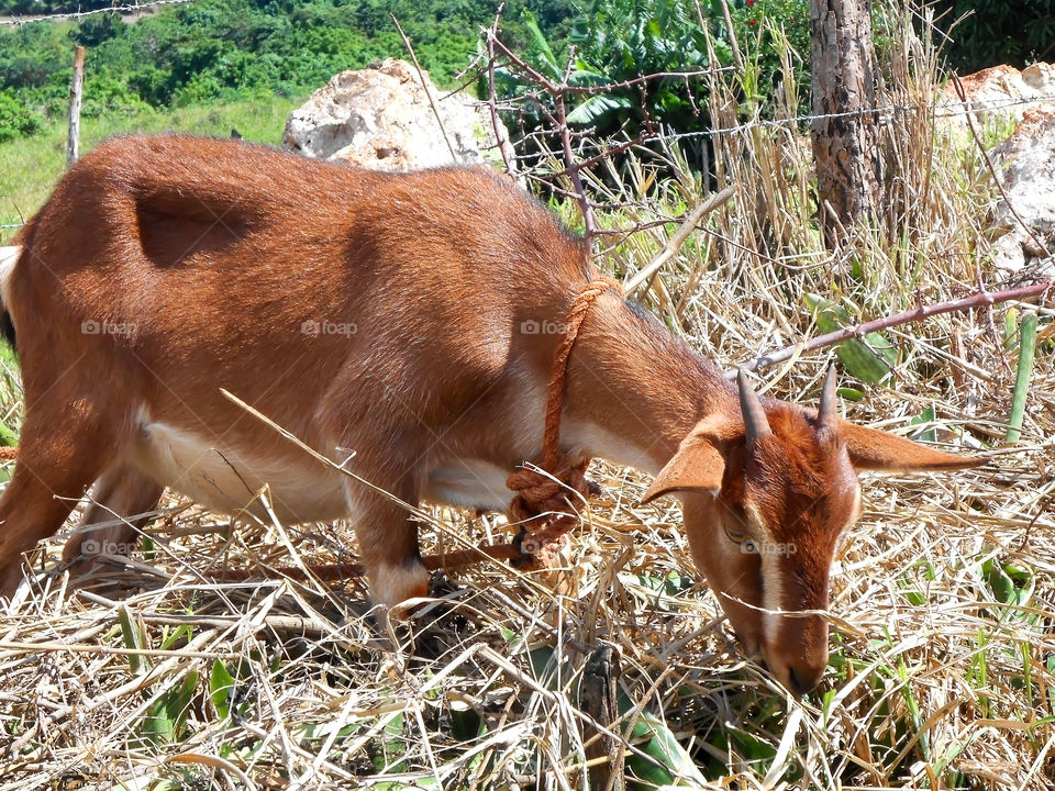 Goat Feeding