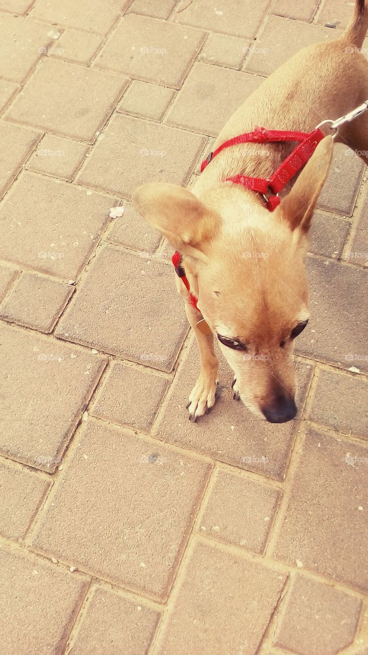 Cute dog on  pavement in street in daylight