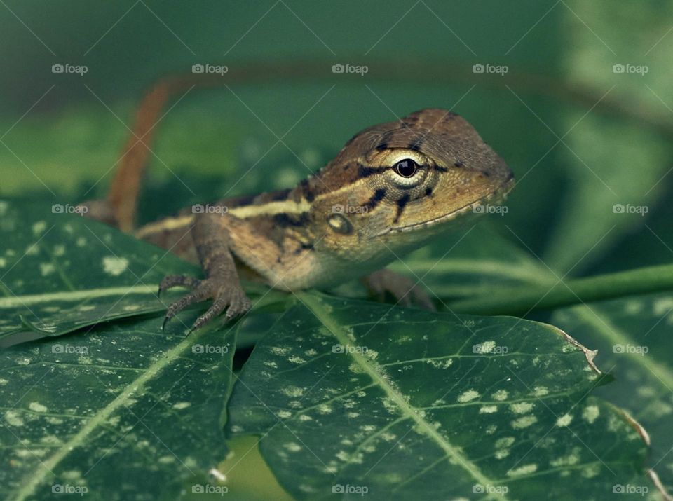 Animal photography - Oriental lizard - Closeup 