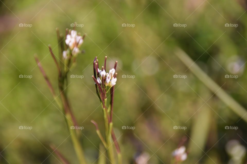 Schaumkraut auf einer Wiese